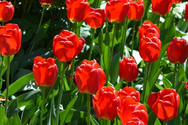 Bald ist Frühlingsbeginn (20.03.2020, 04:49 Uhr)